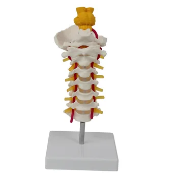 Medicinski Model Kostura 7 Model Moždanog Debla Vratne Kralježnice Anatomski Medicinski Instrumenti Mozga
