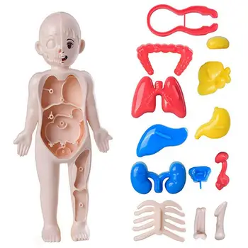 Model Ljudskog Tijela Za Djecu 3D Model Nastavne Alate Za Dječje Igračke 14 KOM Prijenosni Mišiće Tijela Kosti u Razvoju Setove Igračaka Za Dječake